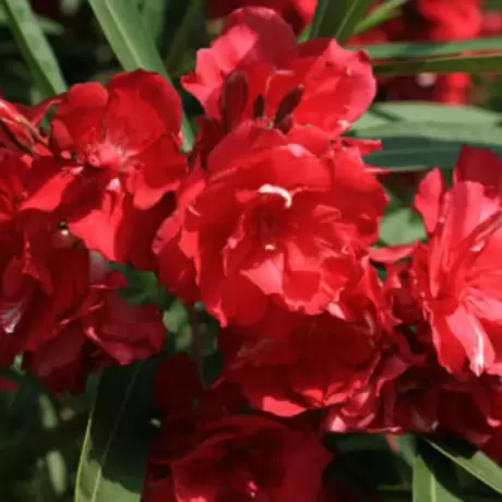 Leandru Tufa - Rosu la Ghiveci Rezistent La Ger