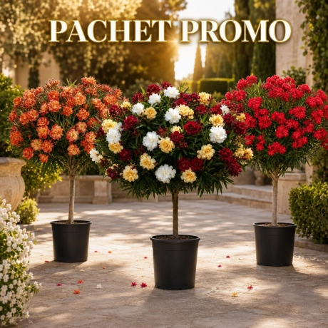 Pachet PROMO Leandru Heart Tip Pomisor Parfumat