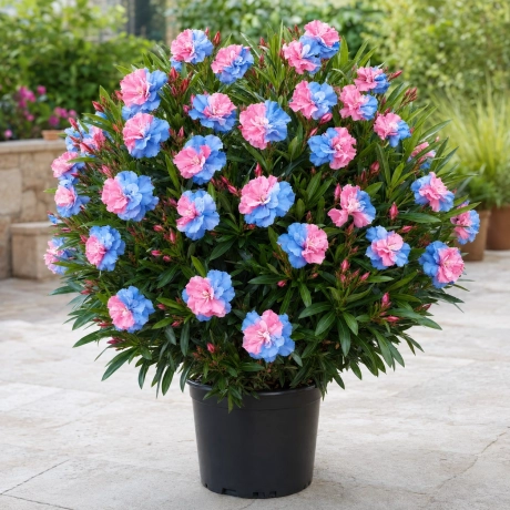 Leandru Tufa Bicolor Parfumat - Roz cu Albastru