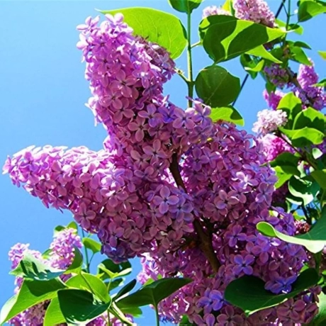 Liliac Pink Cu Radacina Impachetata