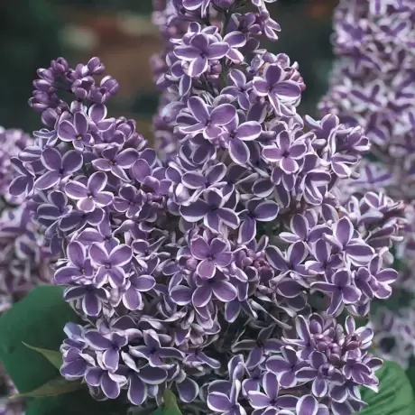 Liliac Sensation Cu Radacina Impachetata