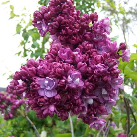 LIliac Black Purple Cu Radacina Impachetata