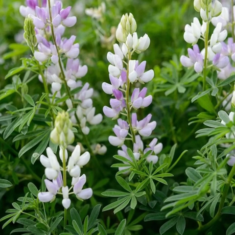 Lupin - Arboreus la Ghiveci