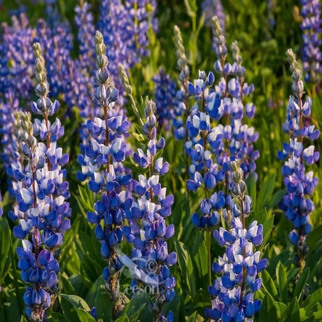 Lupin - Broadleaf la Ghiveci