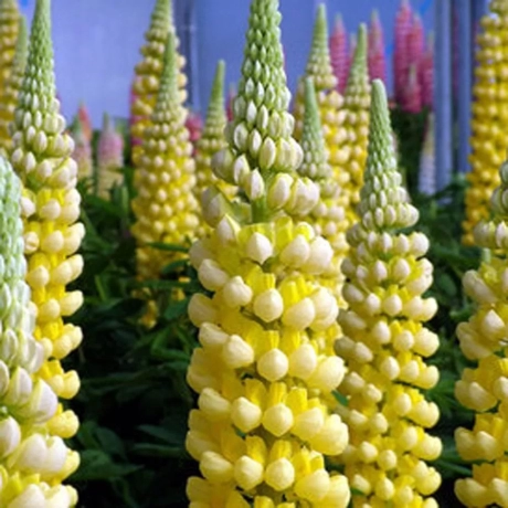 Lupin - Desert Sun la Ghiveci
