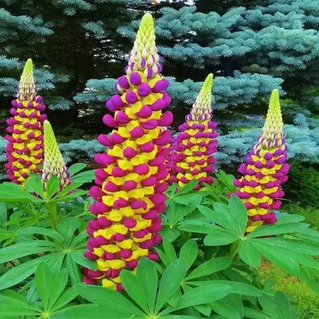 Lupin Manhattan Lights