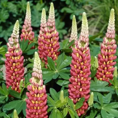 Lupin Tequila Flame
