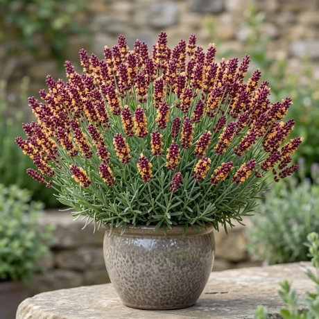 Lavanda Tufa Bicolora Bordo cu Galben - La Ghiveci