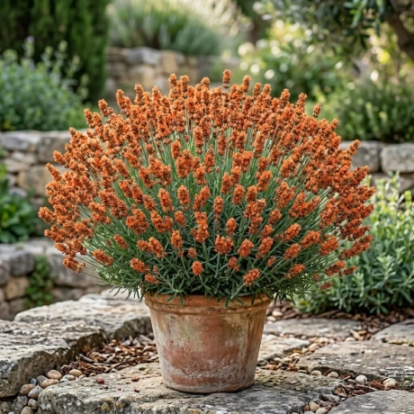 Lavanda Tufa Hybrid Portocalie - La Ghiveci