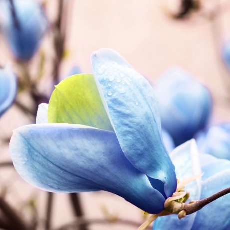 Magnolia Blue Opal P
