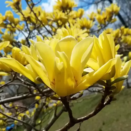 Magnolia Yellow River la Ghiveci