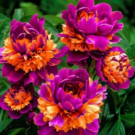 Rizom De Bujor - Mardi Gras