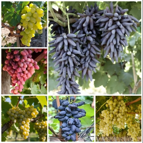 Pachet PROMO 6 Vita De Vie - La Ghiveci