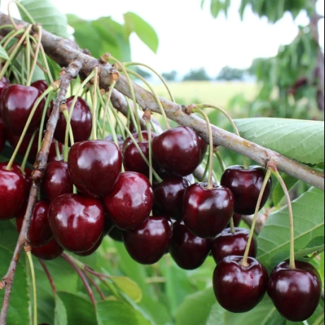 Cires Negru Amar de Maxut - Anul 4 Autofertil
