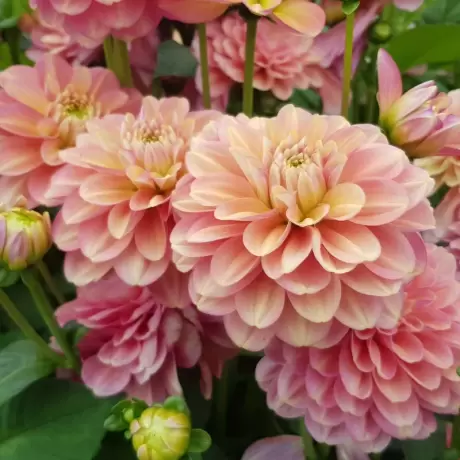 Rizomi de Dalie Milena Fleur