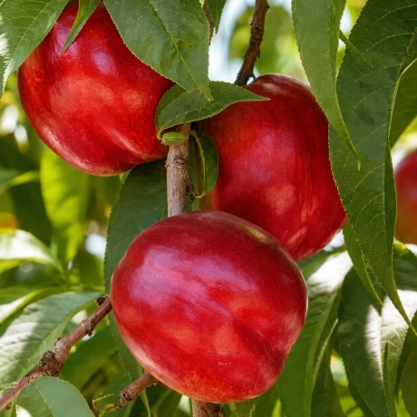 Pom fructifer - Nectarin Aeris - Perioada Coacere Medie