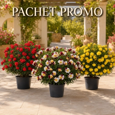 Pachet Trio Leandru Tufa Rezistent La Ger Parfumat - Lichidare Stoc