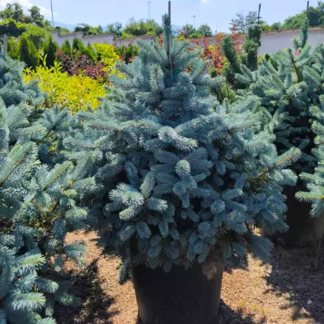 Brad argintiu (Picea pungens Super Blue Seedling) la Ghiveci