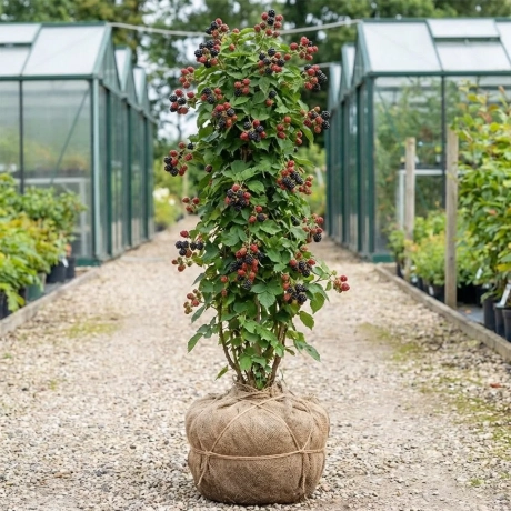 Arbust fructifer - Mur Pomosior Anul 3 - Navaho cu Radacina Impachetata