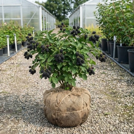 Arbust Fructifer - Mur Tufa - Gigant - Cu Radacina Impachetata