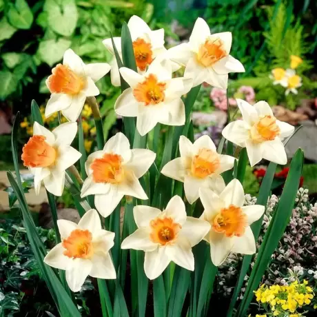 Bulbi de Narcise Accent