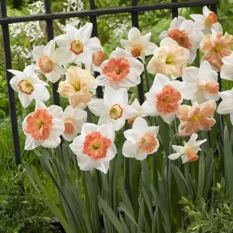 Bulbi de Narcise British Gamble