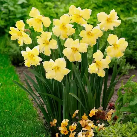 Bulbi de Narcise Cassata