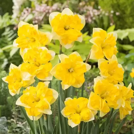 Bulbi de Narcise Chanterelle