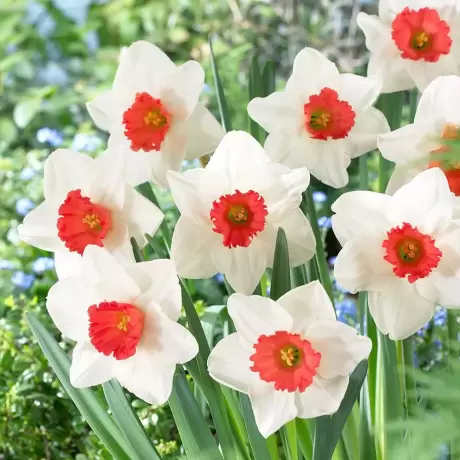 Bulbi de Narcise Decoy