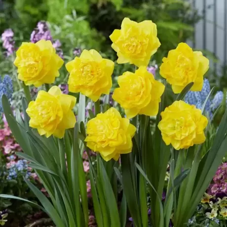 Bulbi de Narcise Double Gold Medal