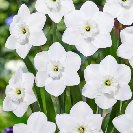 Bulbi de Narcise Green Eyed Lady