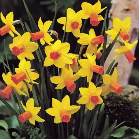 Bulbi de Narcise Red Devon