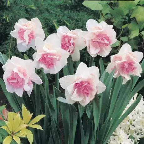 Bulbi de Narcise Replete Pink