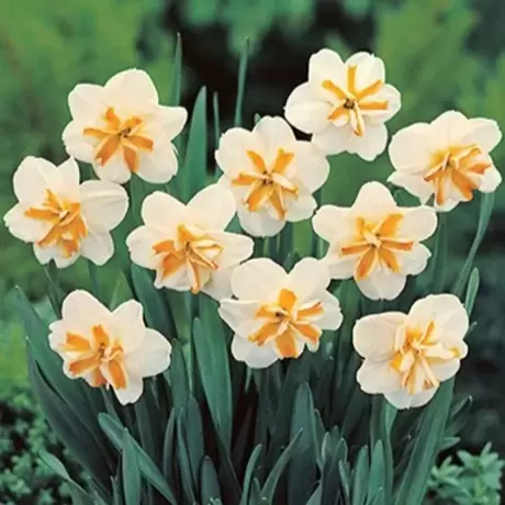 Bulbi de Narcise Sobert