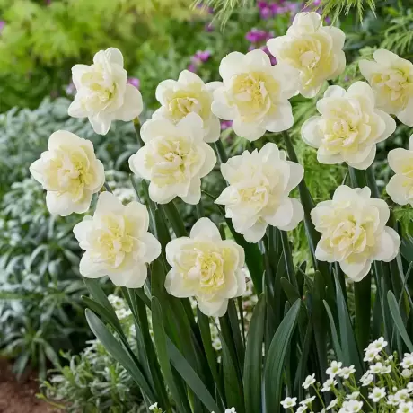 Bulbi de Narcise White Lion