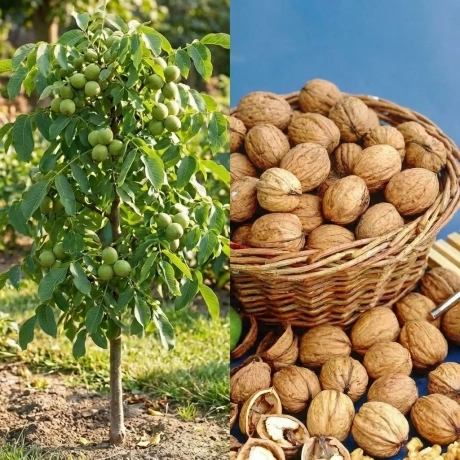 Pom fructifer - Nuc Ovata Columnar