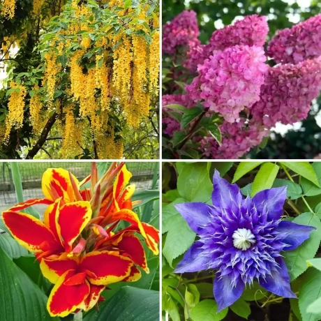 Pachet PROMO 01 - Canna Indica Lucifer / Hortensie Sundae Fraise / Wisteria Cataratoare Galbena / Clematis Multi Blue