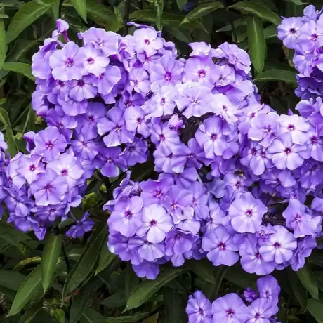 Phlox Blue Paradise