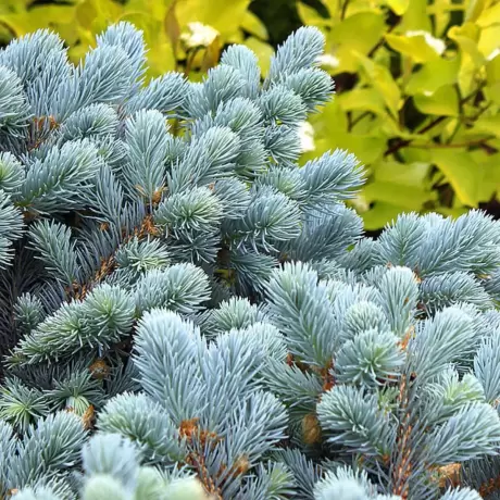 Molid Argintiu Globular – Picea Pungens Glauca Globosa la Ghiveci