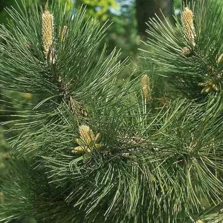 Pin Austriac Negru - Pinus Nigra la Ghiveci