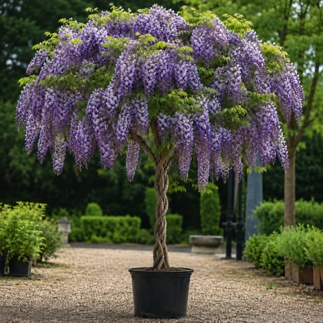 Glicina Copacel - Royal Lavender