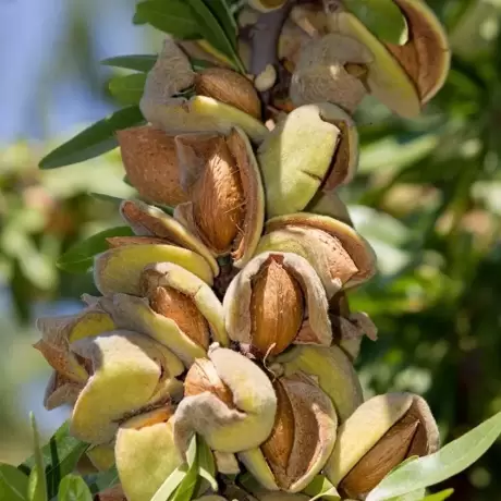 Pom fructifer - Migdal Guara