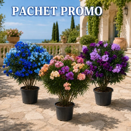 Pachet Trio Leandru Tufa Rezistent La Ger Parfumat- Lichidare Stoc