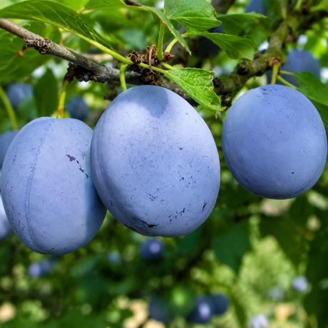 Pom fructifer - Prun Cacanska Lepotica - Perioada Coacere Medie
