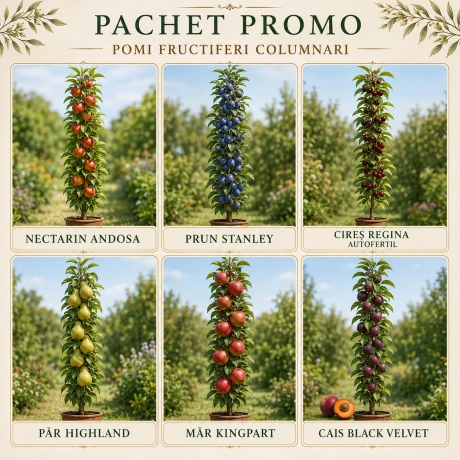 Pachet Promo 6 Pomi Fructiferi Columnari - Livada Regala
