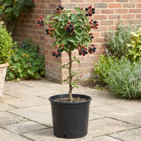 Arbust Fructifer - Mur Pomosior Loch Ness la Ghiveci