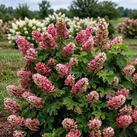 Hortensia quercifolia Amethyst la Ghiveci