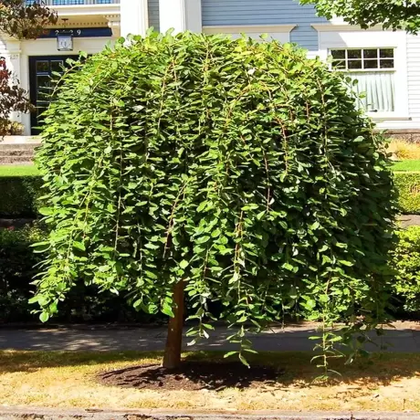 Salix Caprea la Ghiveci