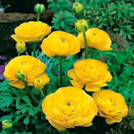 Ranunculus Gold