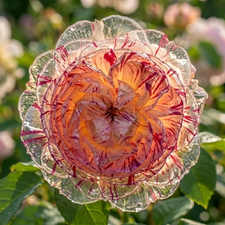 Trandafir Tufa Medusa - Red
